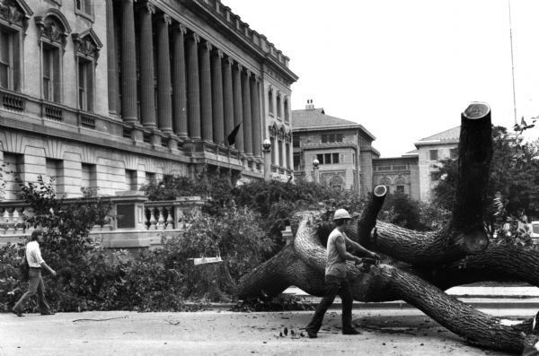 1974 - Elm tree cut down